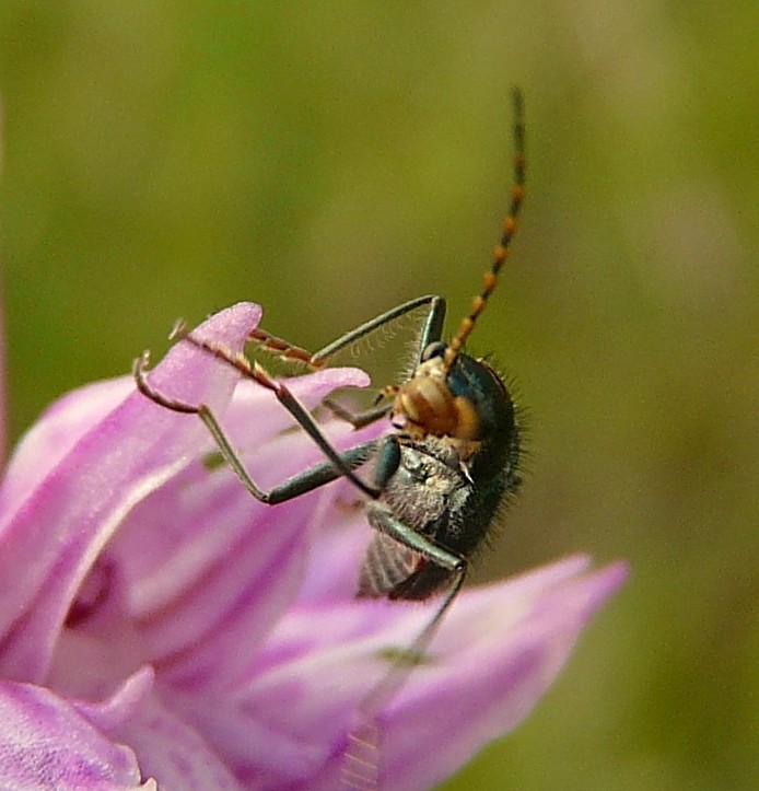 Tra le vecchie foto: Clanoptilus italicus (cf.)